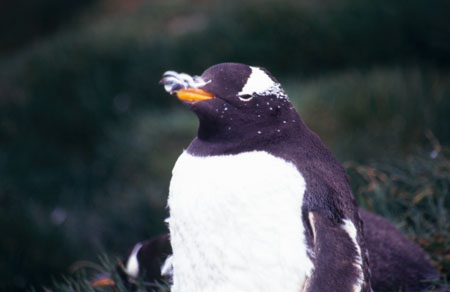 Gentoo Penguin